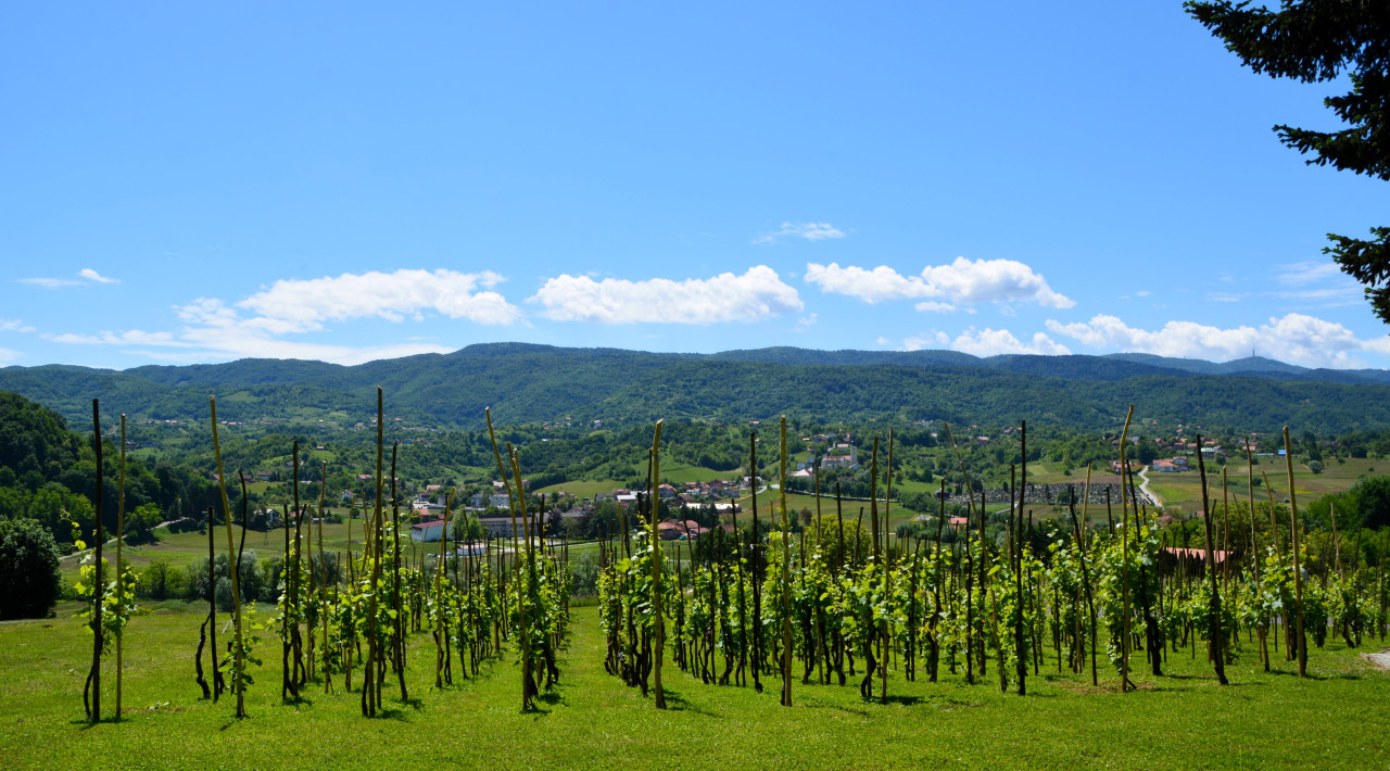 OBAVIJEST VINOGRADARIMA  - Prikupljanje podataka o zapuštenim vinogradima  na području Općine Gornja Stubica